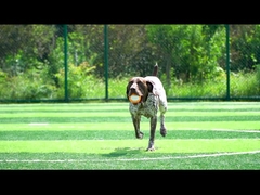 声帯 オレンジ 犬