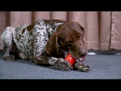 現実 的 な 肋骨 の 噛む 玩具 ― 三 倍 の 厚さ の 音 を 発する お菓子 の 棒